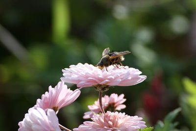 Close-up of bee pollinating flower