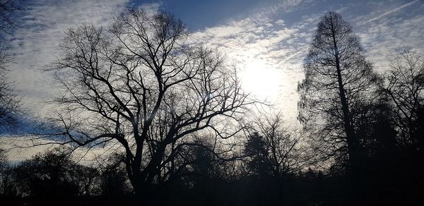 Low angle view of silhouette bare trees against sky