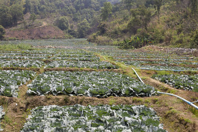 Fresh cabbage from farm field