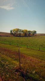 View of trees on grassy landscape