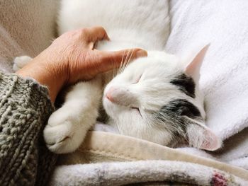 Close-up of cat sleeping