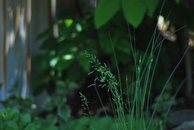 Close-up of small plant growing on field