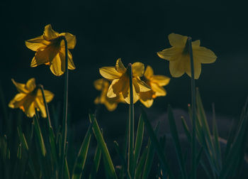 Close-up of yellow flowering plant