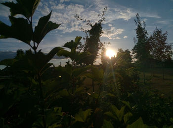 Trees against sky during sunset