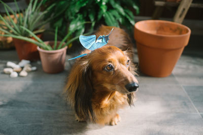 Close-up of a dog looking away