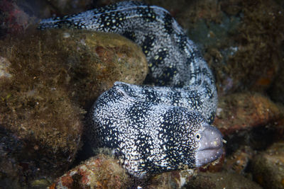 Close-up of turtle in sea