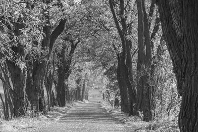 Footpath amidst trees in forest