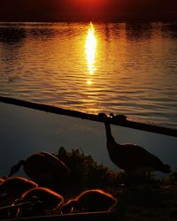 View of birds on lake at sunset