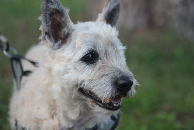 Close-up of dog looking away