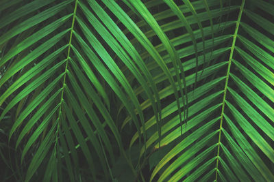 Full frame shot of palm leaves