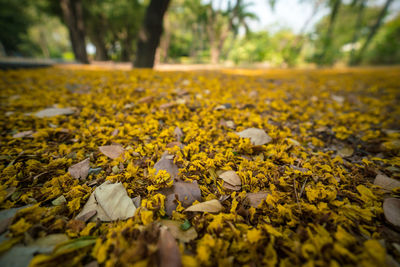 Close-up of fallen autumn leaves on land