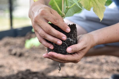 Plant, hands earth cucumber tomatoes garden ecology bio