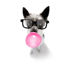 Close-up portrait of cat with pink balloon