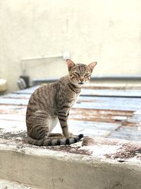Side view of a cat sitting outdoors