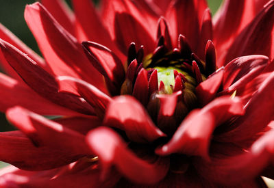 Close-up of red flower blooming outdoors