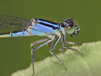 Close-up of caterpillar on leaf