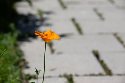 Close-up of yellow flowering plant