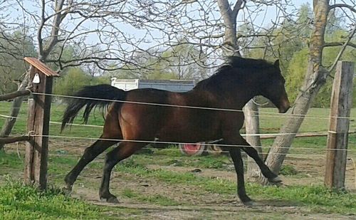 domestic animals