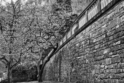 Trees against building