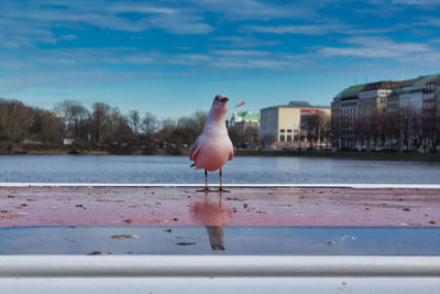 Seagull perching on a sea