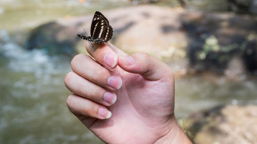 Cropped hand of woman with butterfly