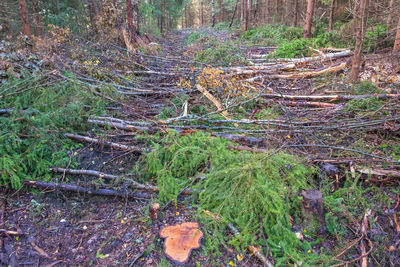 Plants growing on land in forest