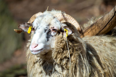 Close-up of sheep