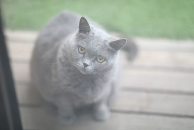 Close-up portrait of a cat