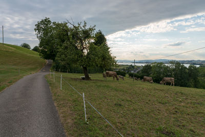 View of a sheep on landscape