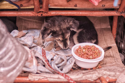 Close-up of a cat eating food