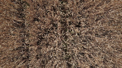 Full frame shot of dry plant on field