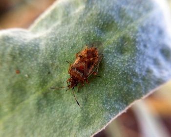 Close-up of insect on wood