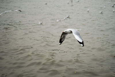 Seagull flying over lake