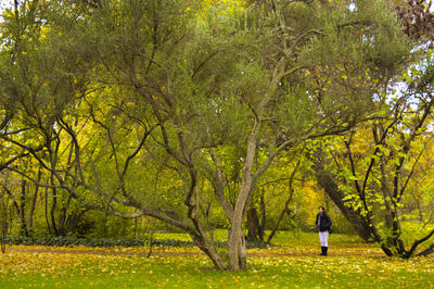 Trees growing in park