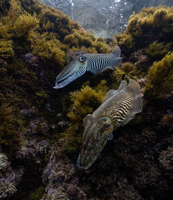 Fish swimming in sea