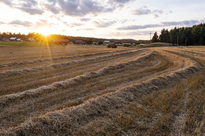 Field with hay ready for harvest