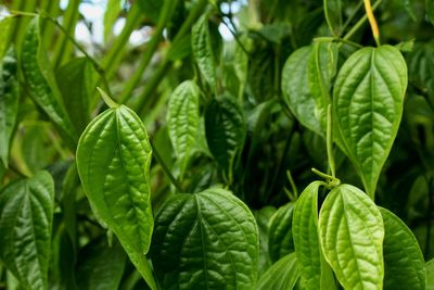Full frame shot of plants growing in farm