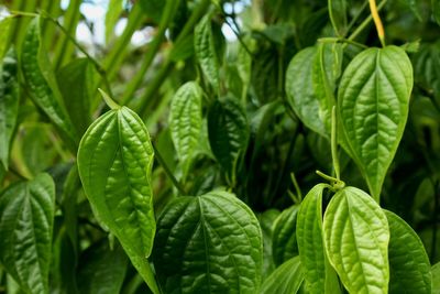 Close-up of fresh green leaves