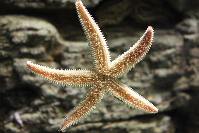 Close-up of starfish on leaf