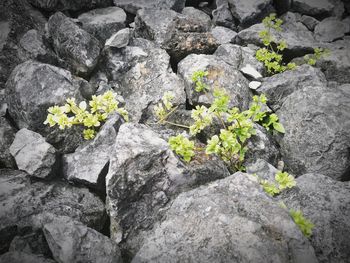 Full frame shot of flowering plants by rocks