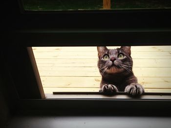 Low angle view of cat seen through skylight