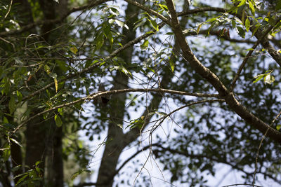 Low angle view of tree against sky