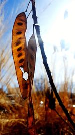 Low angle view of animal hanging on tree