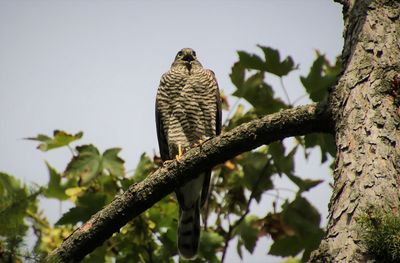 Low angle view of eagle perching on tree against sky