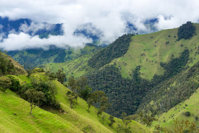 Scenic view of trees on mountains against cloudy sky at cocora valley