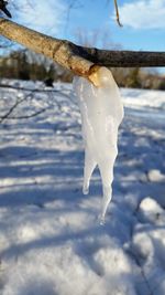 Close-up of snow covered tree