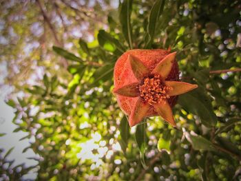 Close-up of flower on tree