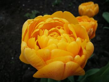 Close-up of yellow rose