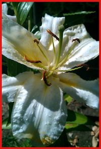 Close-up of white flower