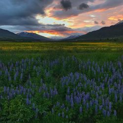 Purple flowering plants on land against sky during sunset